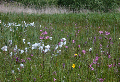 Valley Mires